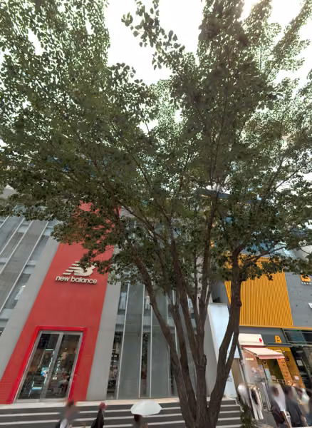 tree photo