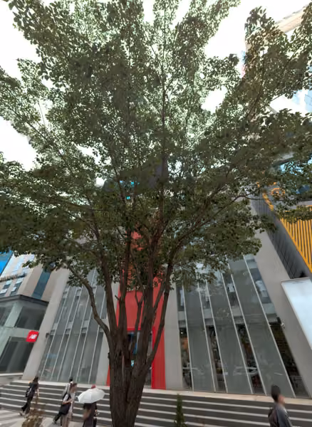 tree photo