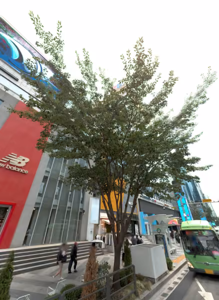 tree photo