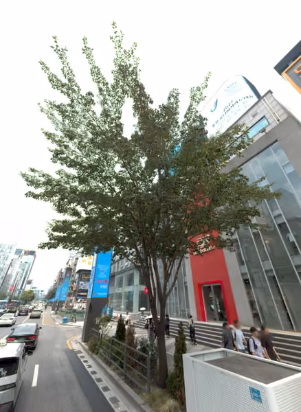 tree photo