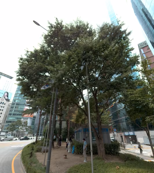 tree photo