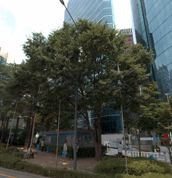 tree photo