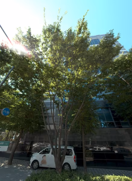 tree photo