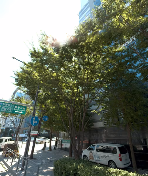 tree photo