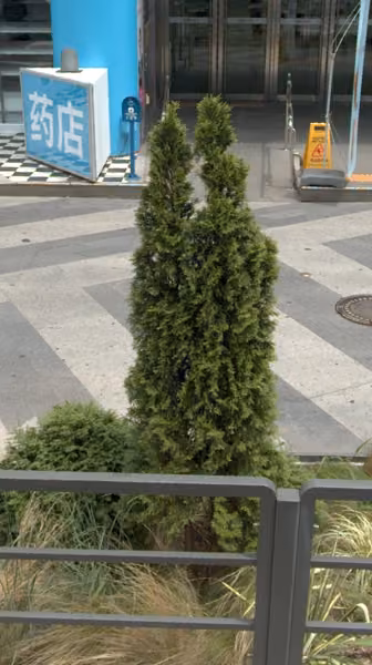 tree photo