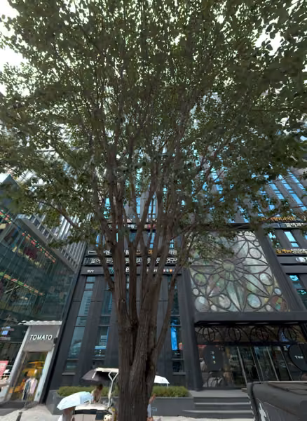 tree photo