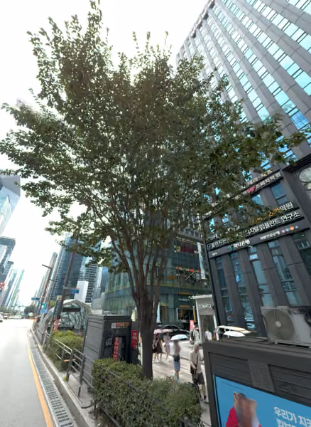tree photo