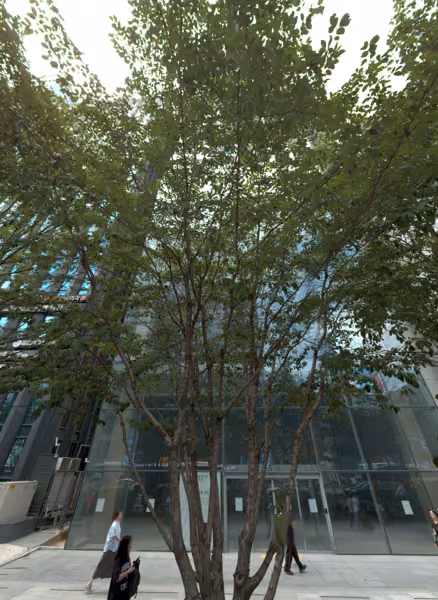 tree photo