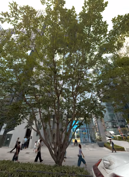 tree photo