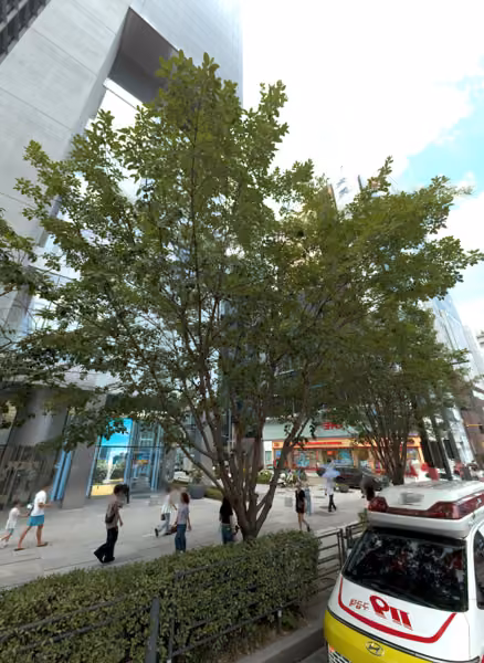 tree photo