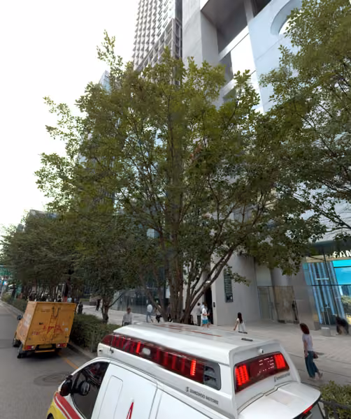 tree photo