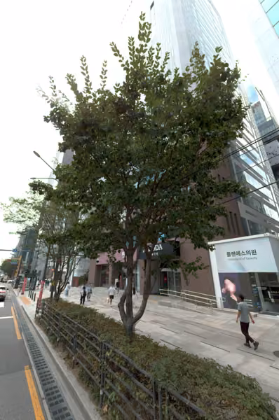 tree photo