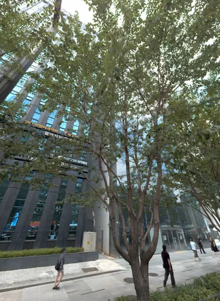 tree photo