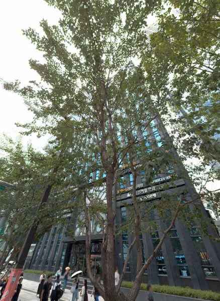 tree photo