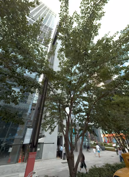 tree photo