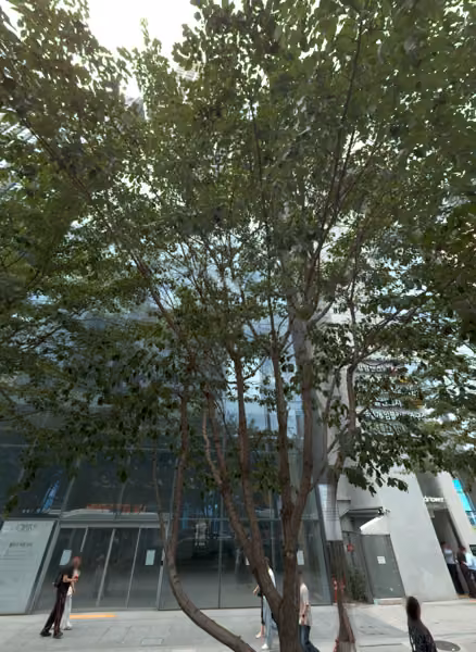 tree photo