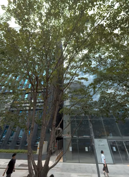 tree photo