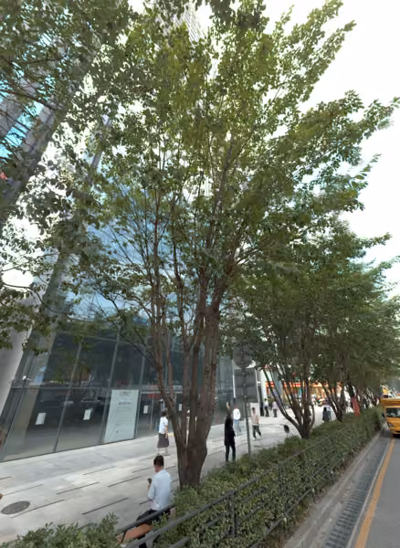 tree photo