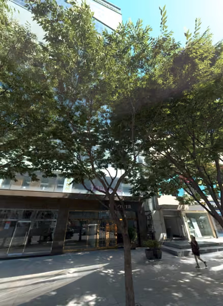 tree photo