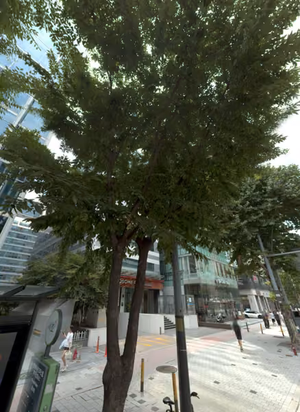 tree photo