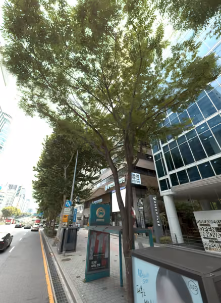 tree photo