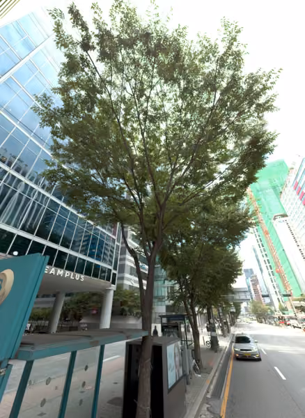 tree photo