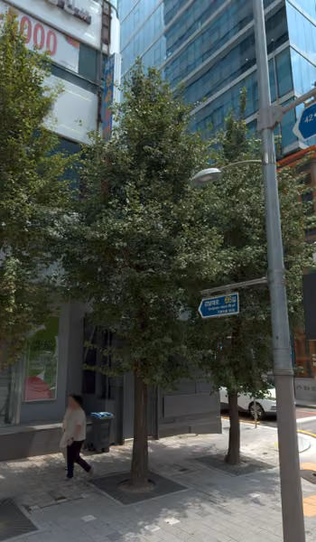 tree photo