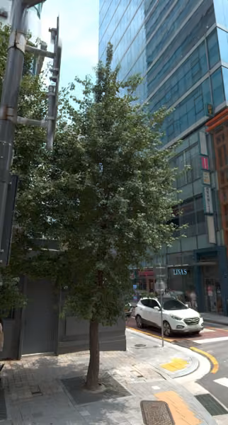tree photo