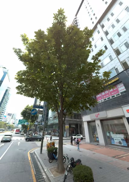 tree photo