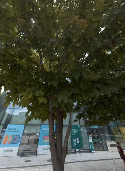 tree photo