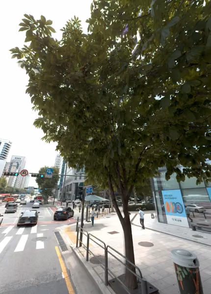 tree photo