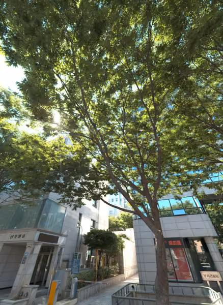 tree photo
