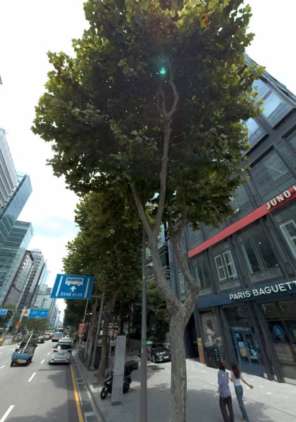 tree photo