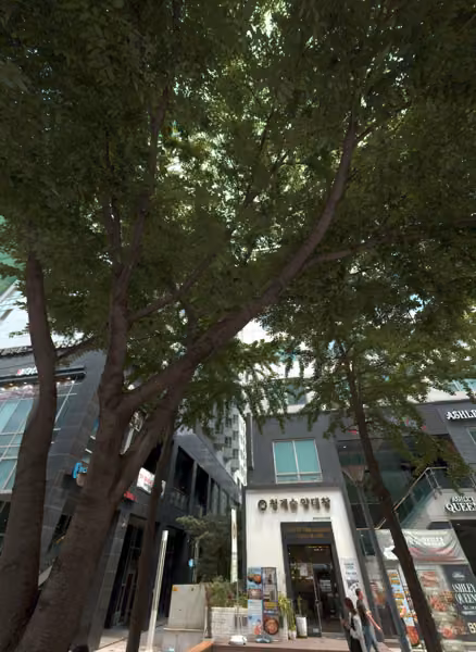 tree photo
