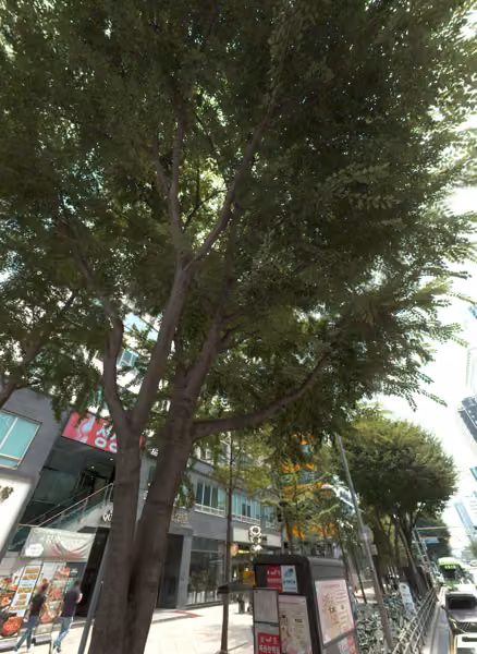 tree photo