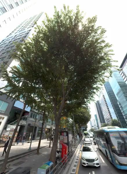 tree photo