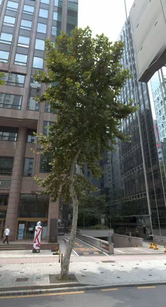 tree photo