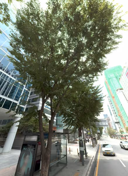 tree photo