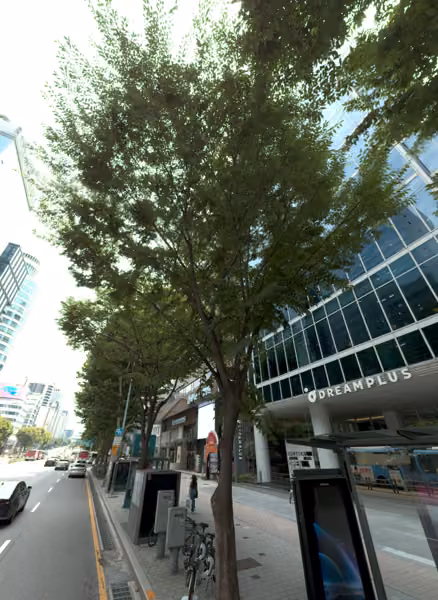 tree photo