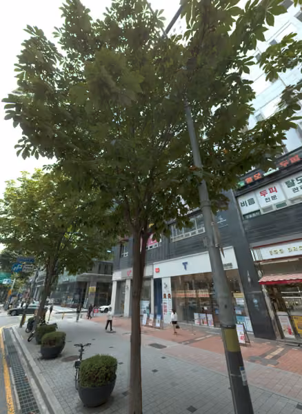 tree photo