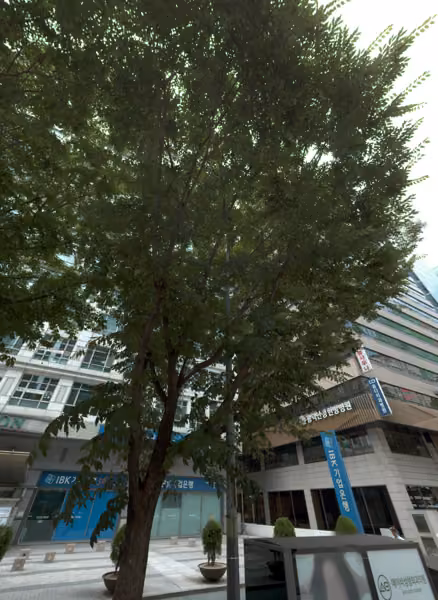 tree photo