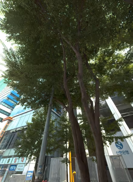 tree photo