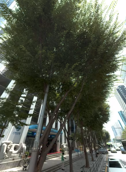 tree photo