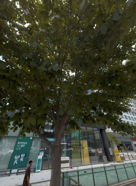 tree photo
