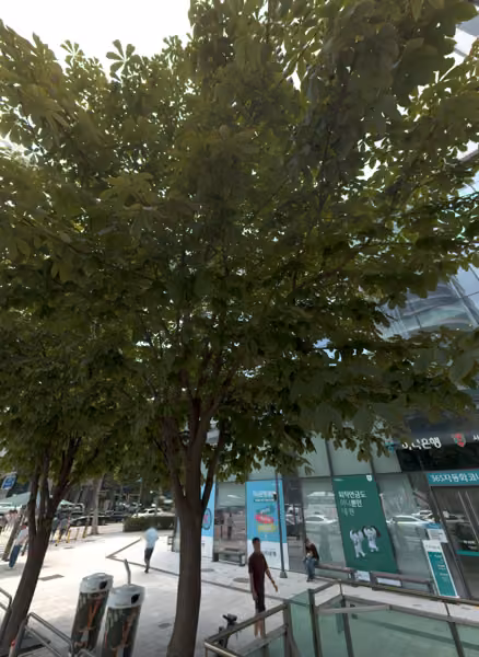 tree photo