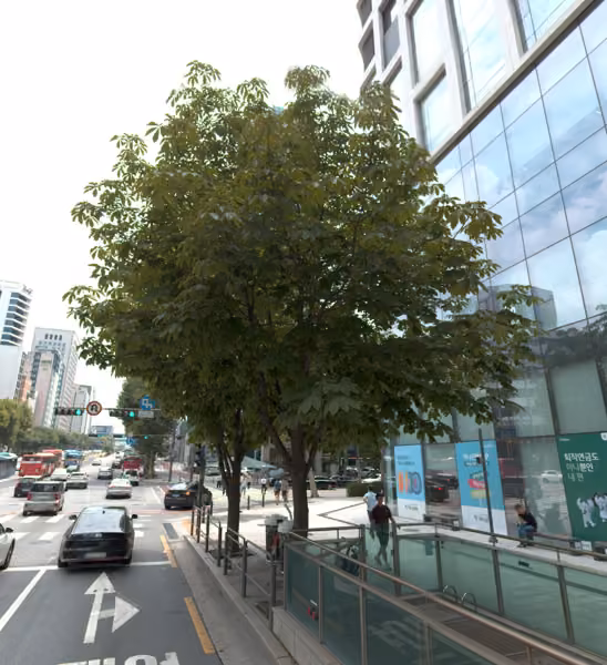 tree photo