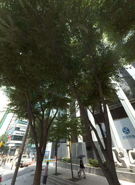 tree photo