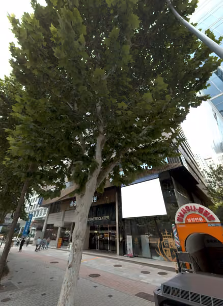 tree photo