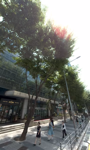 tree photo