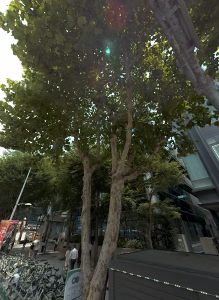 tree photo
